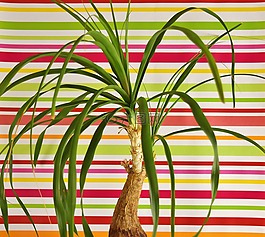 马尾辫厂,beaucarnea guatemalensis,墨西哥