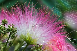 雨树,开花,贺卡