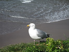 海鷗,海灘,鳥(niǎo)