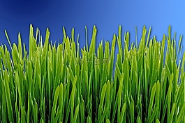 草,草地,綠色