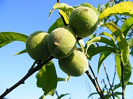 桃,水果,梅花