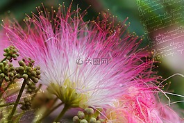 雨树,开花,贺卡