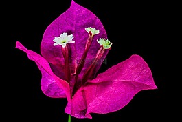 葉子花,開花,花