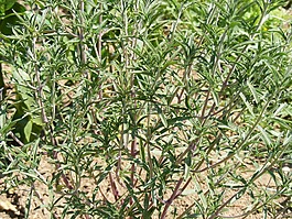味道,草本植物,香料