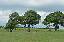 樹,云,英格蘭