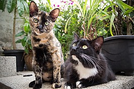 哺乳動物,動物,貓