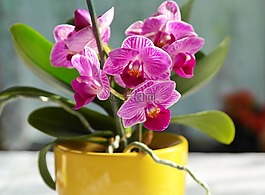 蘭花,花,粉紅色