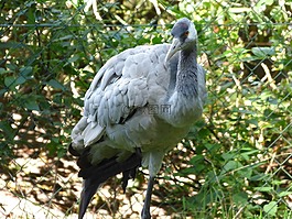 起重機,鳥,動物