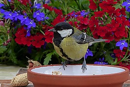 動物,鳥,山雀