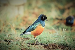 鳥,野生動物,自然