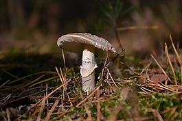 蘑菇,森林,性質(zhì)