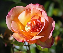 ros,花園,夏天