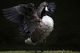 鳥,羽毛,鴨