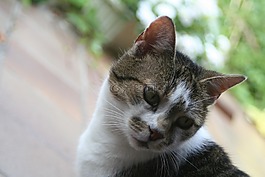 貓,虎,動物世界