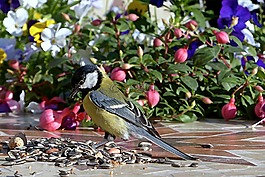 動物,鳥,山雀