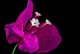 葉子花,開花,花