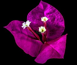 葉子花,開花,花