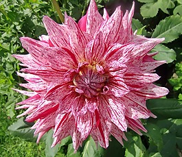 大麗花,花卉,粉色