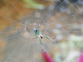 蜘蛛,织物吊灯,昆虫