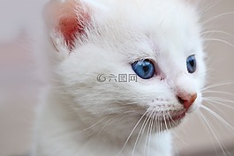 猫,蓝色的眼睛,动物