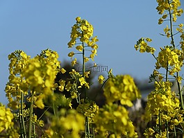 芥末,植物,开花