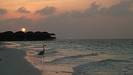 苍鹭,海,夕阳