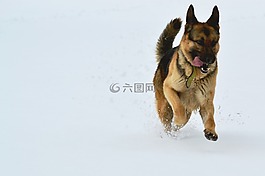 狗,雪,运行