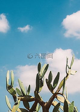 陽光,植物,天空