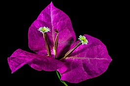 葉子花,開花,花
