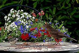 動物,鳥,黑鳥