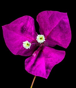 葉子花,開花,花