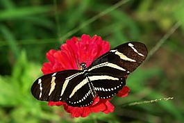 斑馬 longwing,蝴蝶,佛羅里達(dá)州的蝴蝶