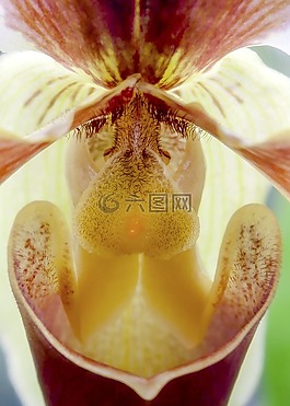 蘭花,frauenschuh,關(guān)閉