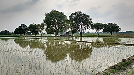 水,樹,反思