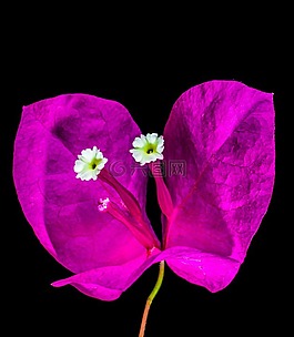 葉子花,開花,花