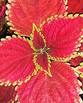 葉,植物,紅色