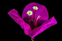 葉子花,開花,花