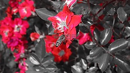 花,紅色,蜜蜂