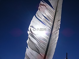 羽毛,白,鳥
