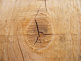 冷杉,結(jié),自然