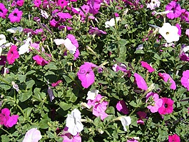 花,鮮花,fucsia