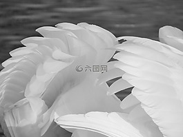 羽毛,天鵝,鳥