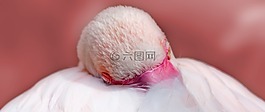 弗拉明戈,粉紅色,鳥