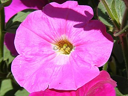 花,鮮花,fucsia
