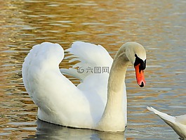羽毛,天鵝,鳥