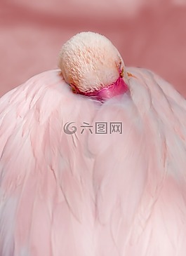 弗拉明戈,粉紅色,鳥