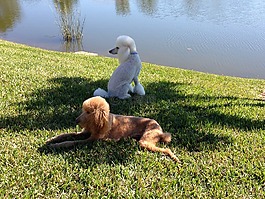 貴賓犬,白色獅子狗,狗