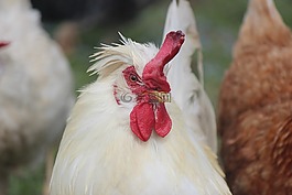 動物,加洛,母雞