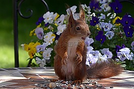 動物,嚙齒動物,松鼠