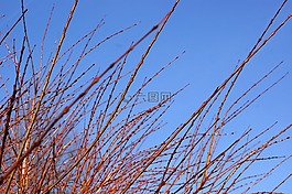 分支機(jī)構(gòu),空氣,樹